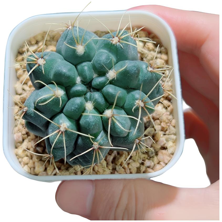 绯花玉仙人球多肉仙人球开花仙人掌黑牡丹【满16包邮】多肉盆栽凑单