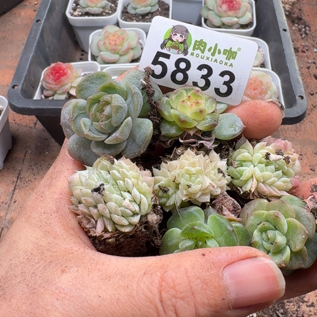 碳***丫多肉植物多肉植物