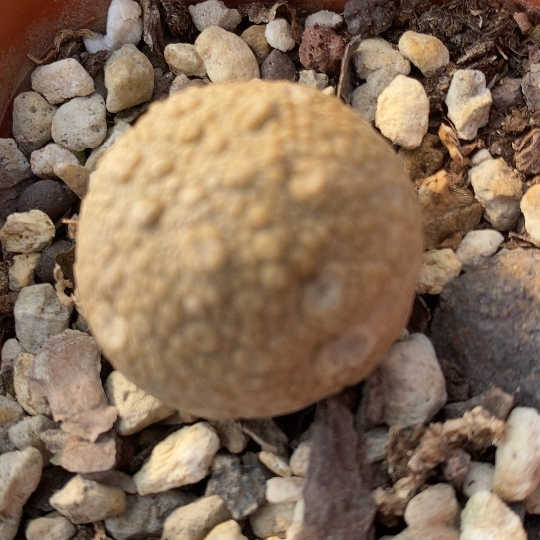 1050凝蹄玉一颗。    