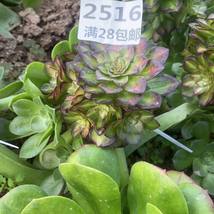 2516海王七彩嫁接三号棚O