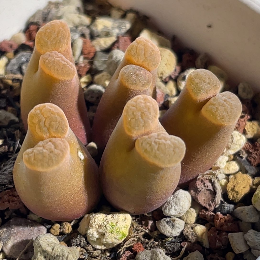 磁铁植物一物一拍