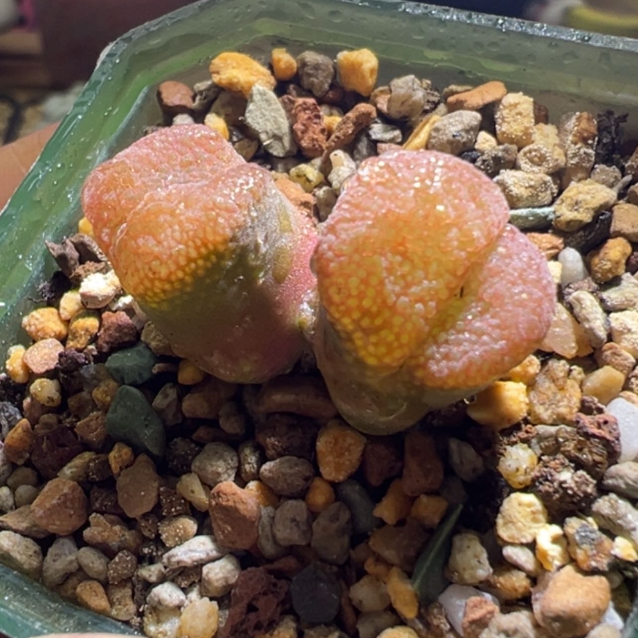 【闪购商品】大颗粒窗