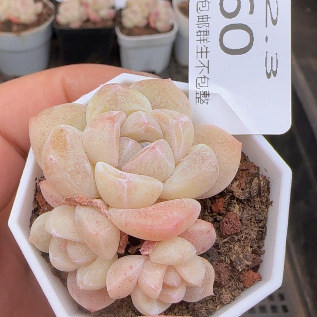 三头糖心冰玉一颗脱土发货