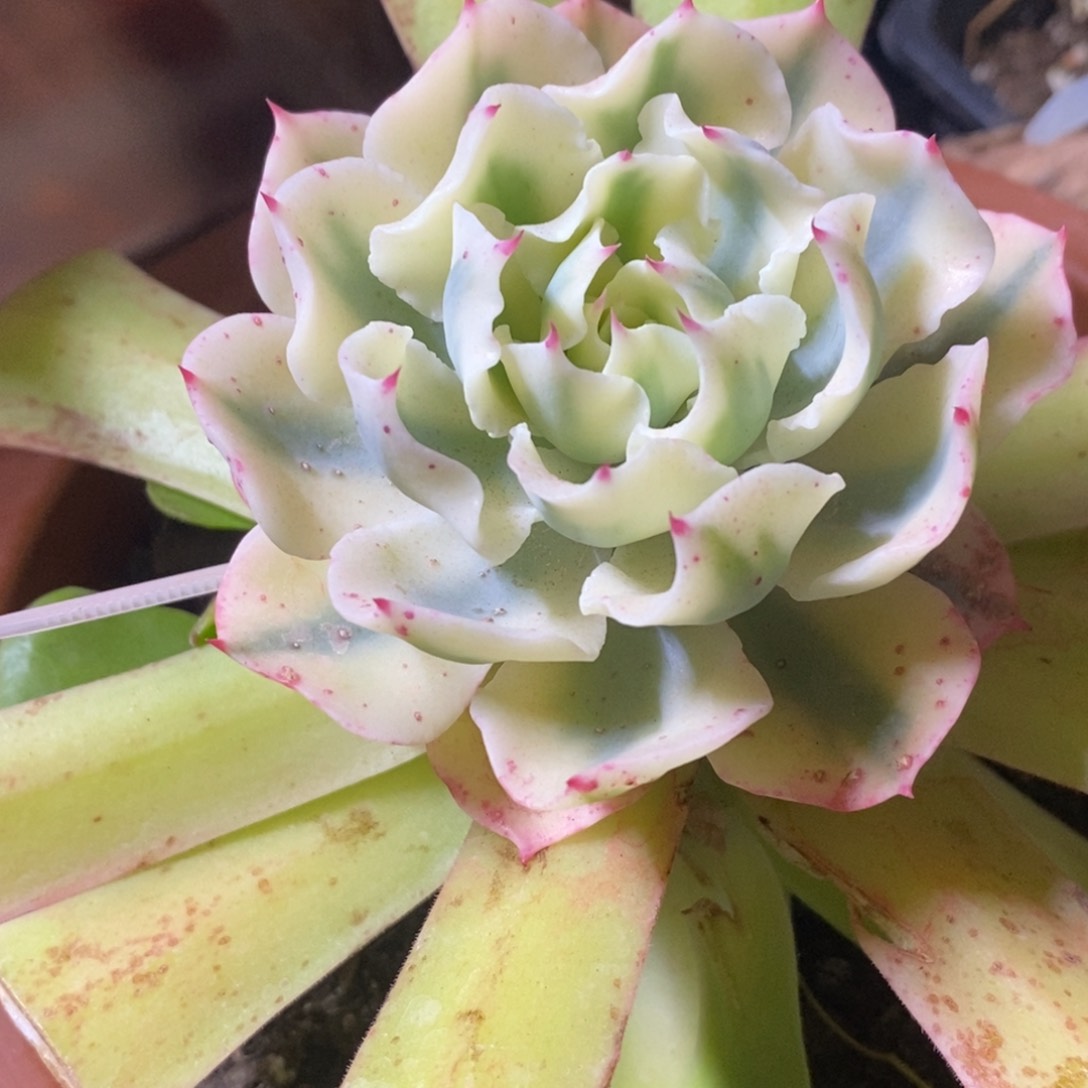 海啸锦 带嫁接木发