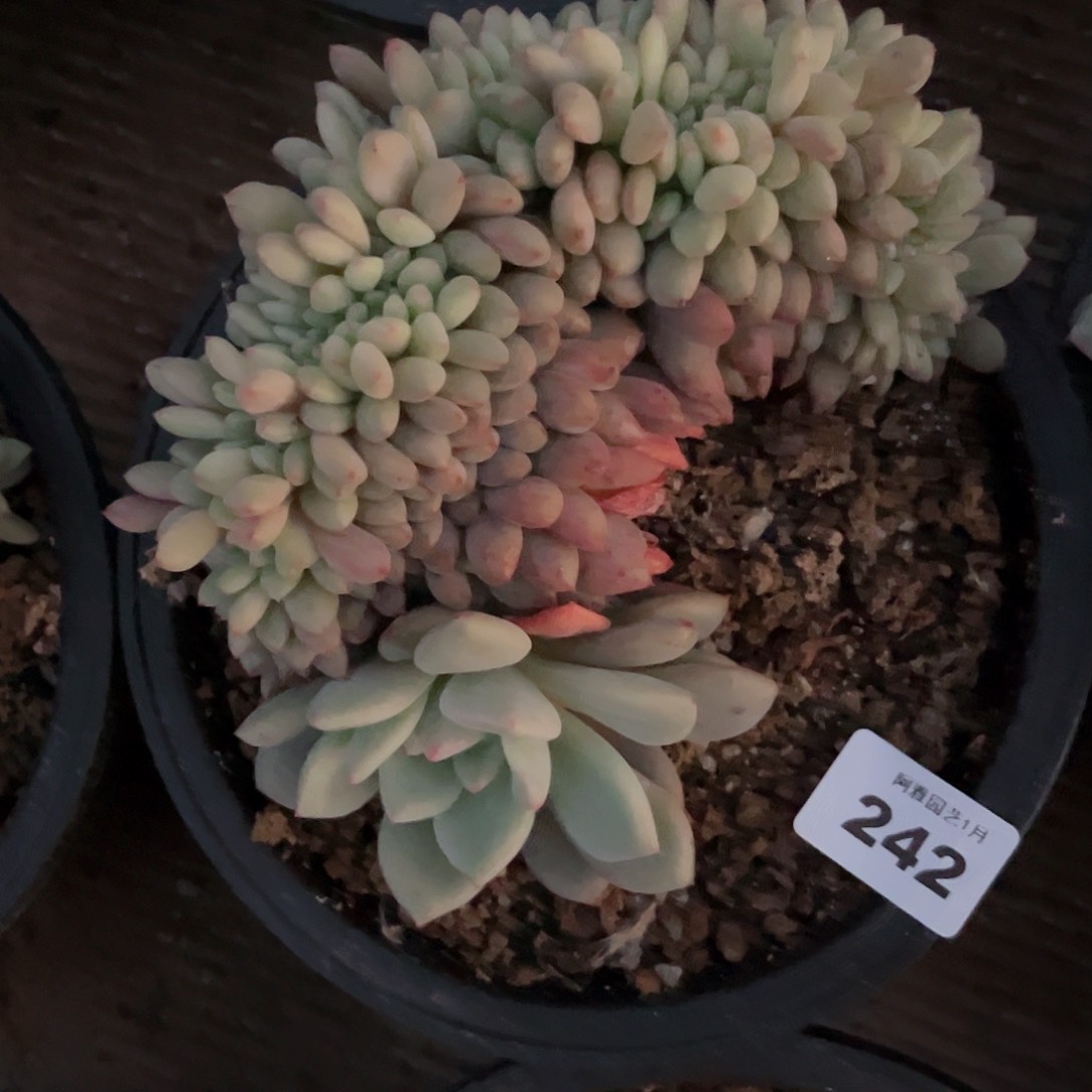 阿雅园艺。    脱土发242