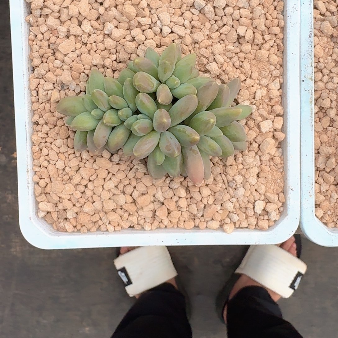 戴蒙德 9头 群生 一物一拍