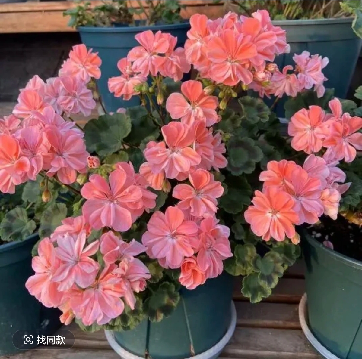 【米娜瀑布（带花苞）】粉色小花花量大，四季开花，开花机器。