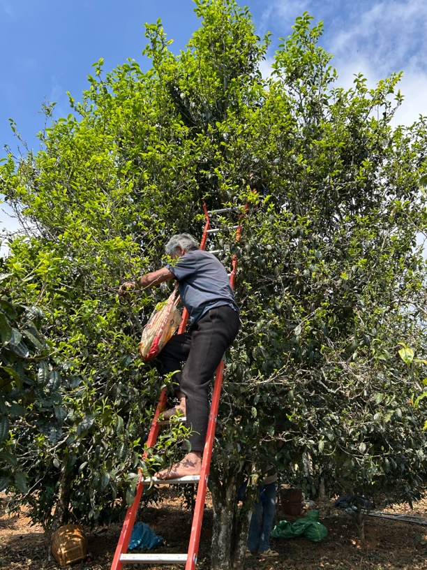 【小户赛红土地单株】2025年春散茶普洱茶 生茶