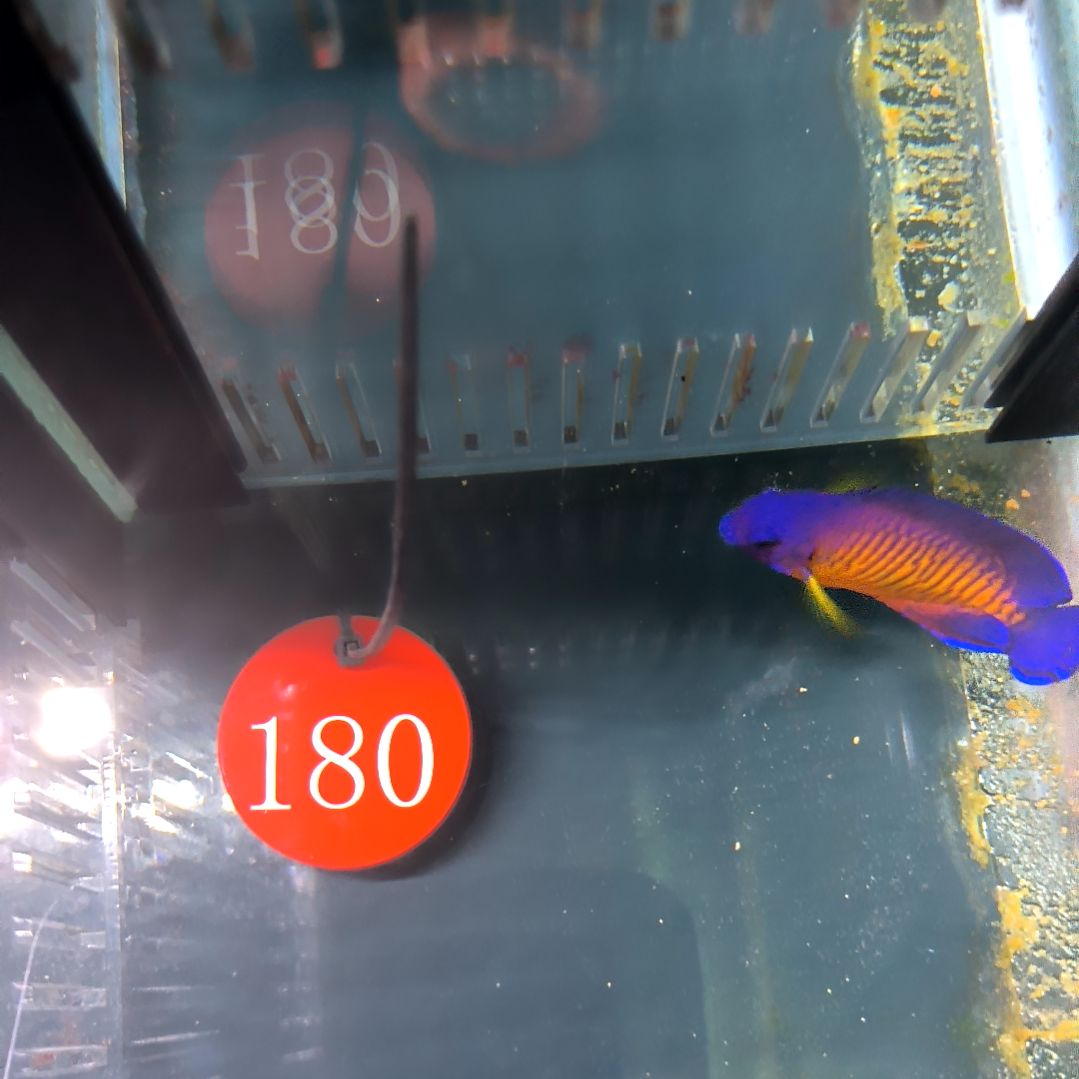 海水鱼蓝闪电4+/6-66-180