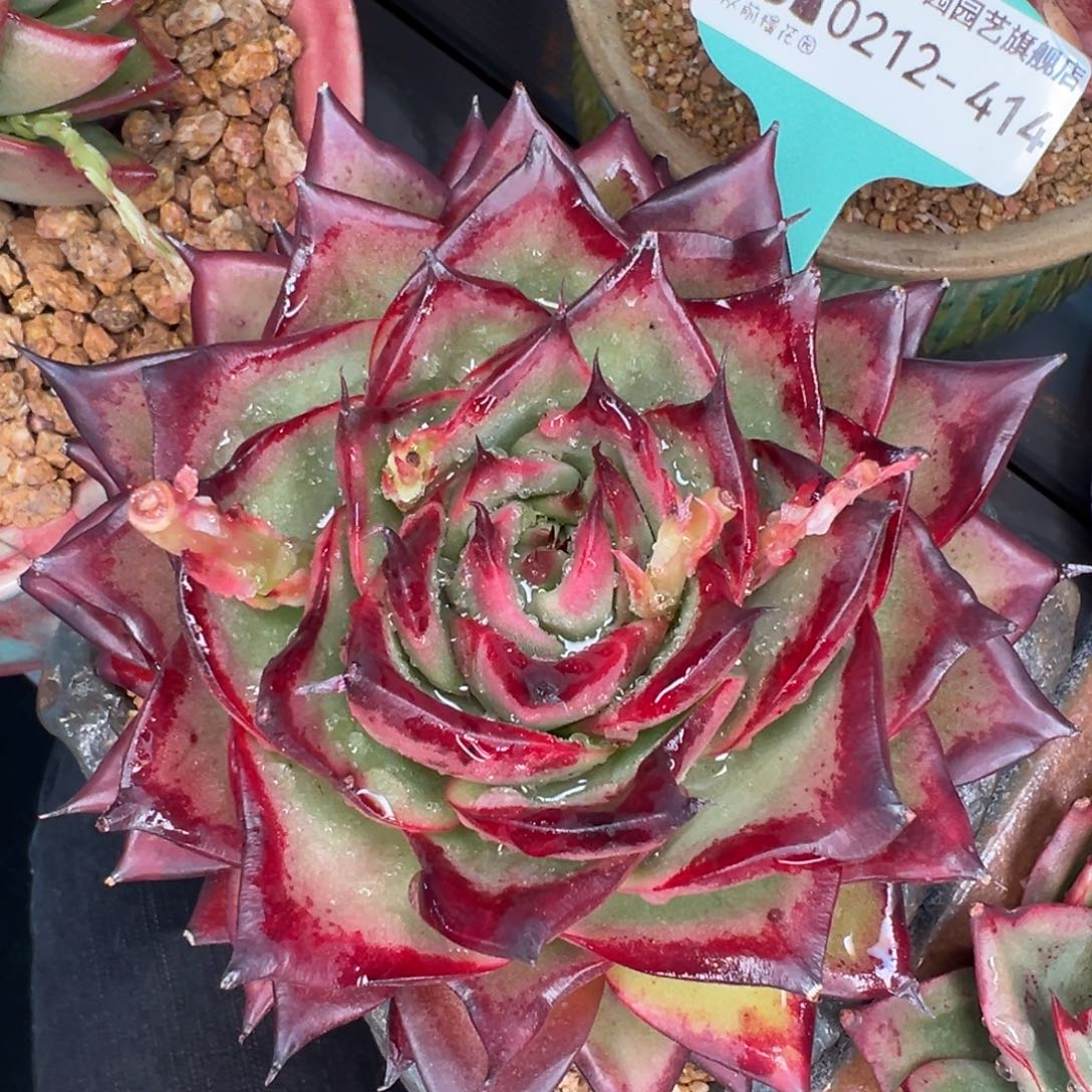 从前慢多肉精选编号0212.414