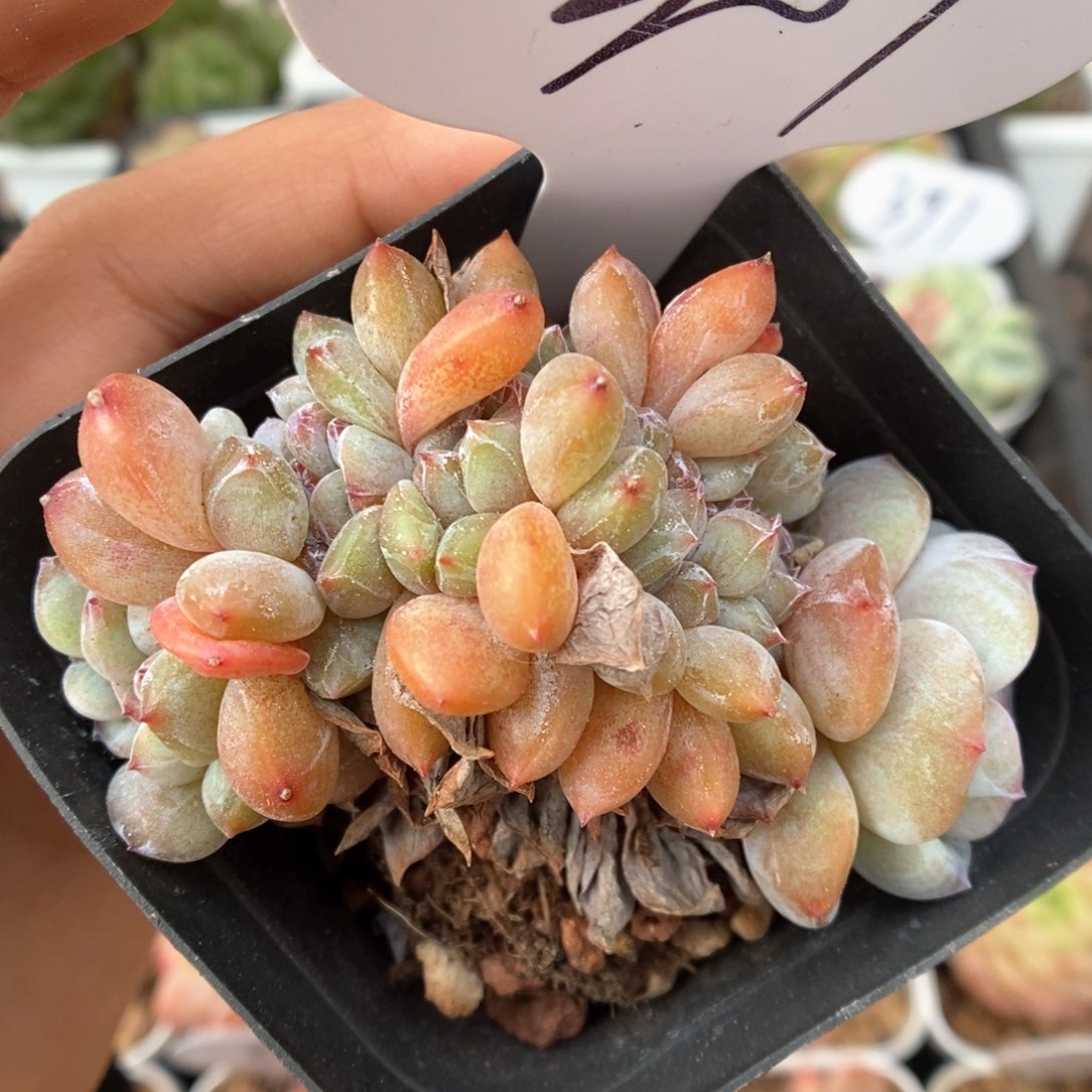 星影缀化可拍307号。  