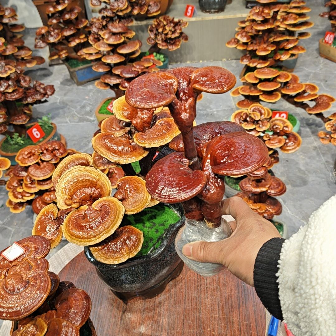 灵芝盆景高端大气上档次