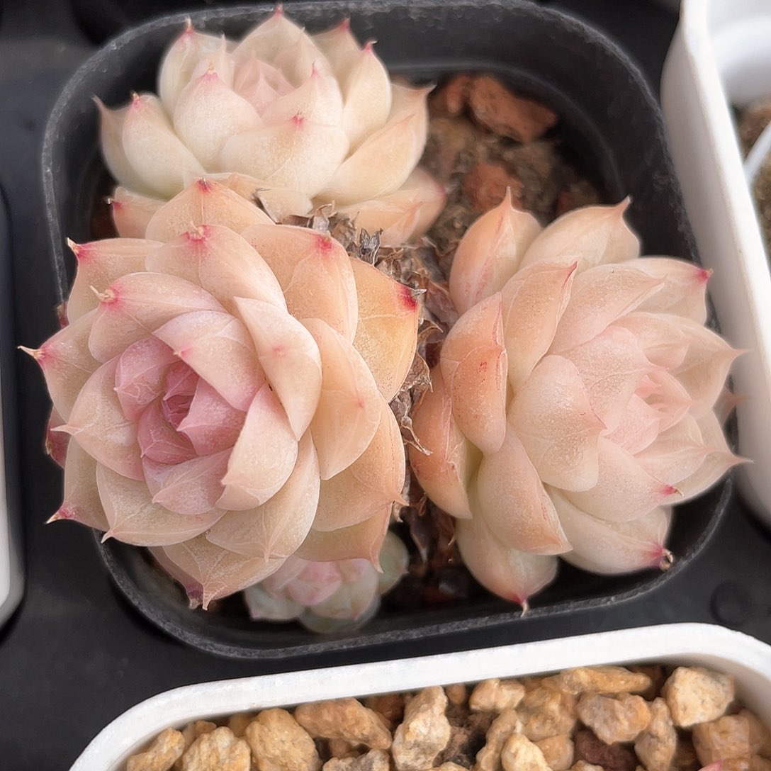 优选女王福利9177