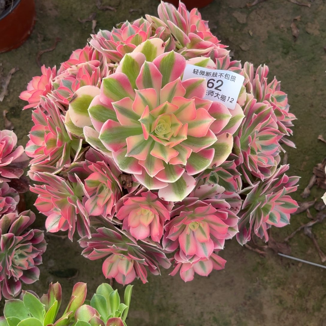 162粉女巫多肉植物法师多肉