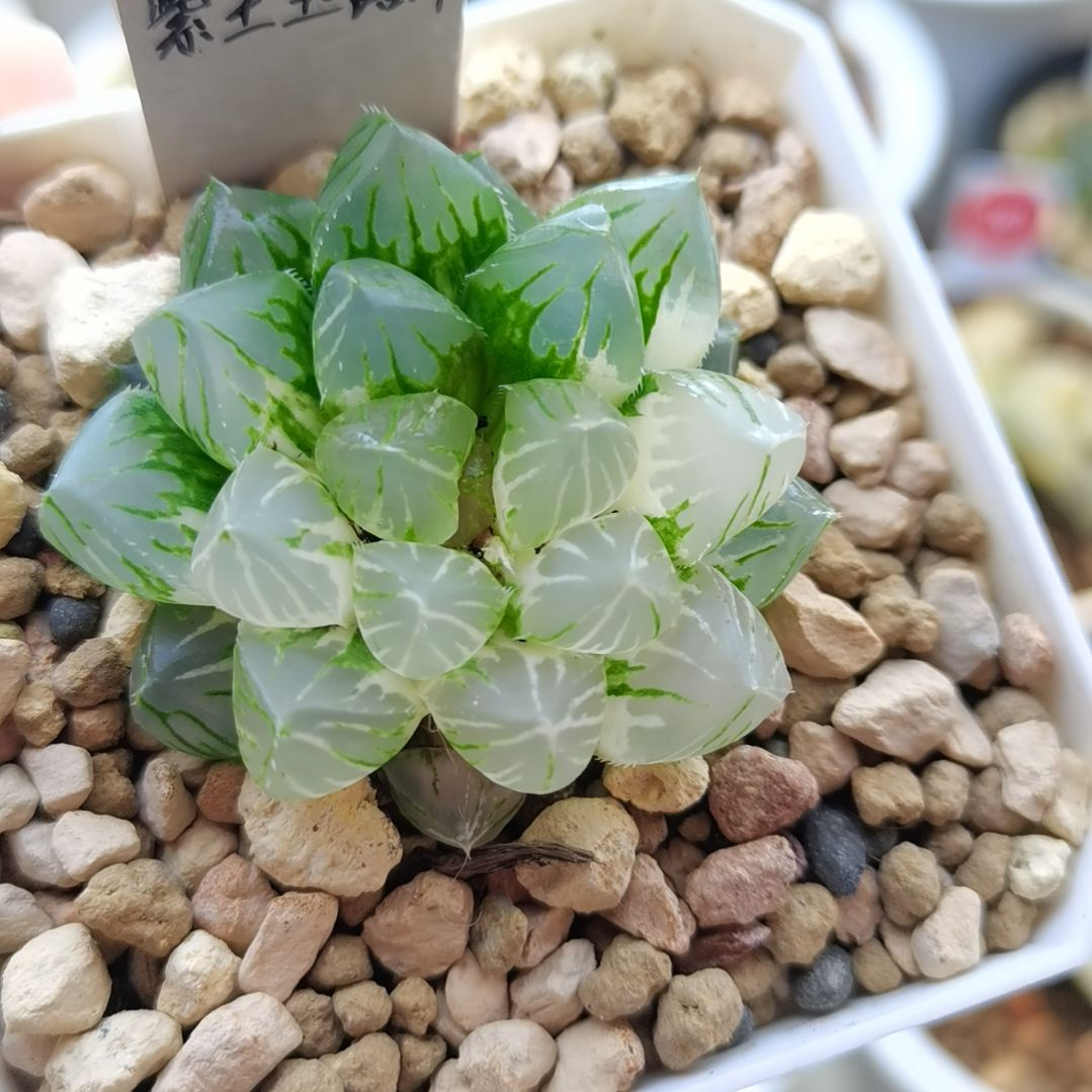 98号紫王玉露锦极上斑一物一拍带盆土发货