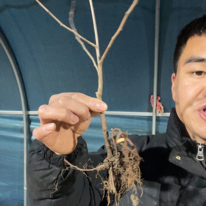 雪之辉海棠花一颗苗