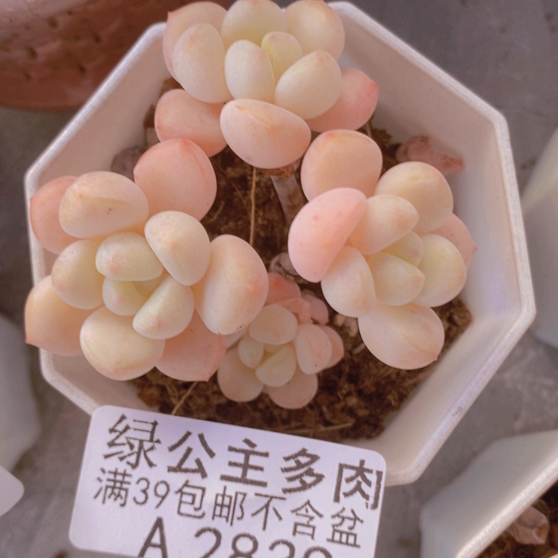 雪媚娘6cm2839多肉植物