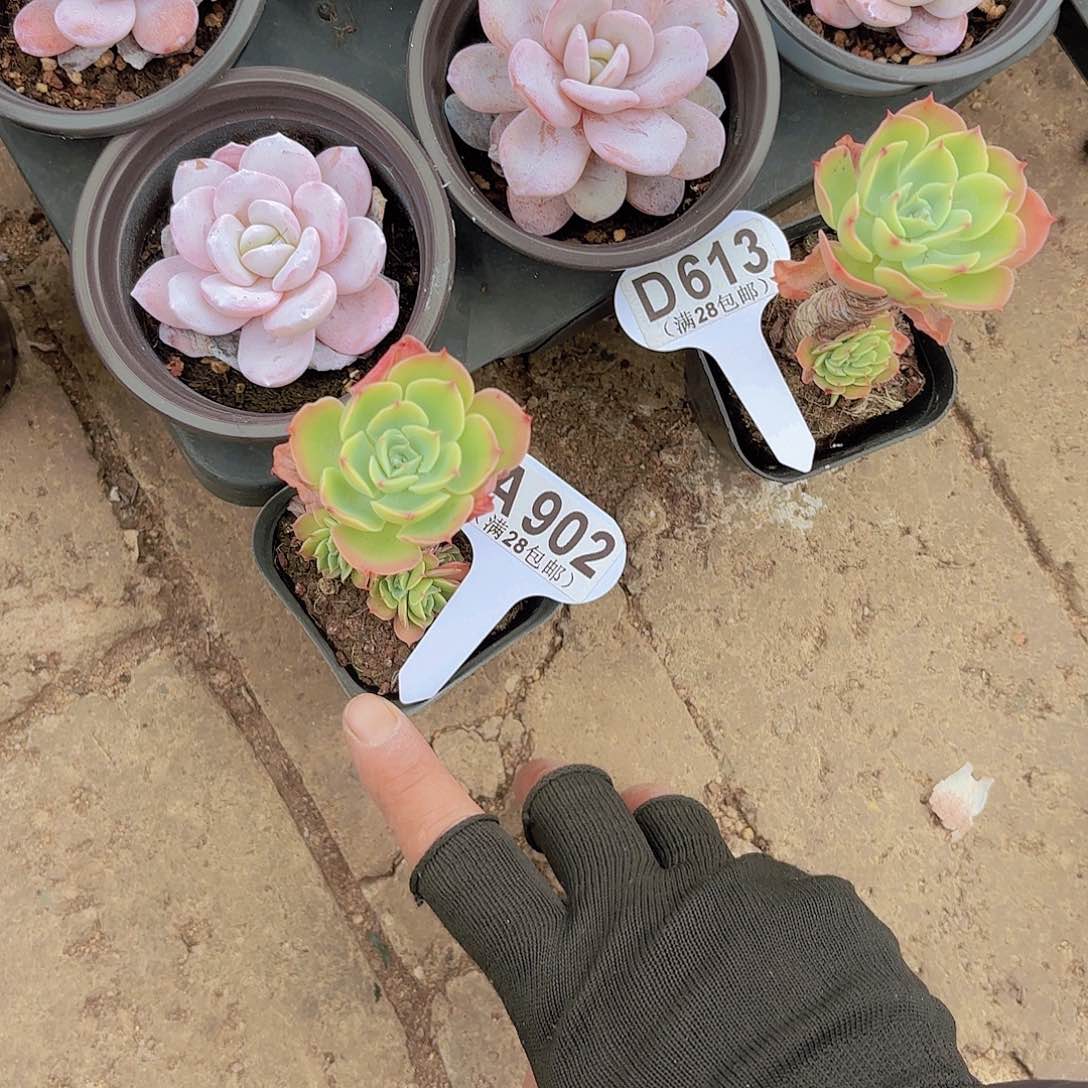 A902柠檬玫瑰yi wu yi pai