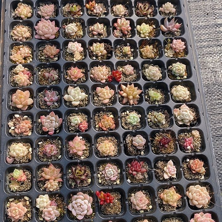 147 多肉植物盆栽花卉植物