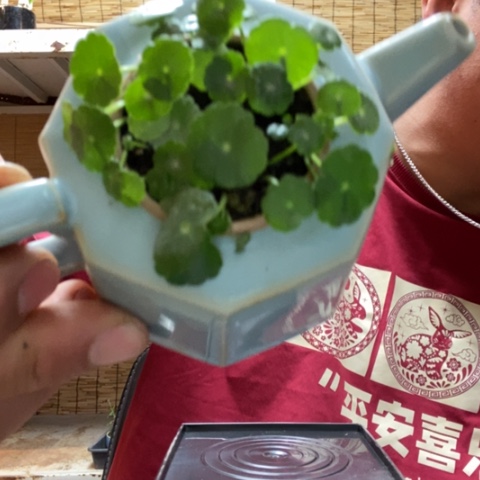 红陶一物一拍所见即所得167