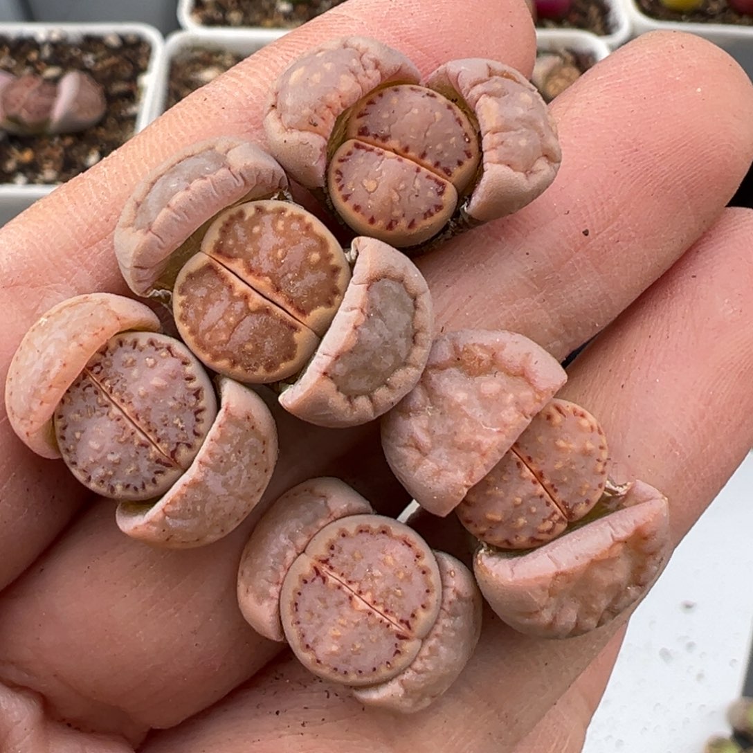 2.17好看的多肉119