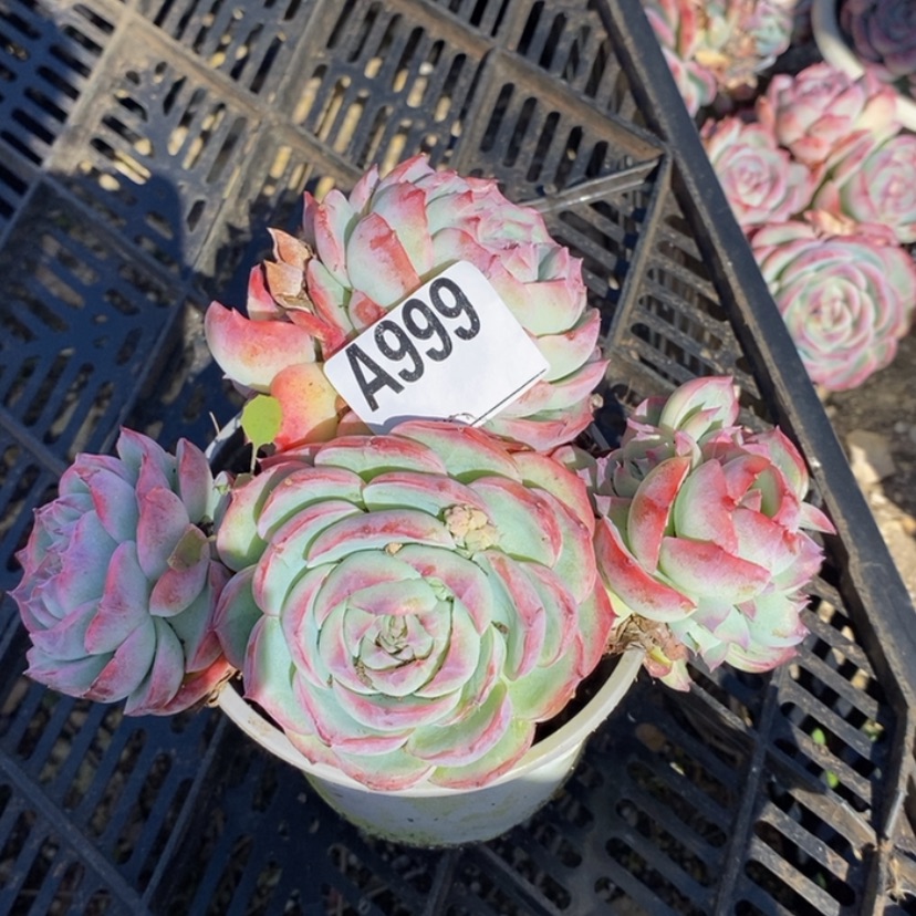 【闪购商品】陌**歌多肉植物