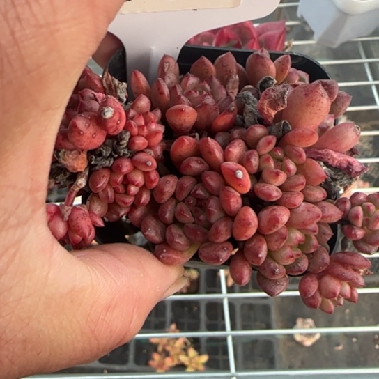 38红宝石一物一拍多肉