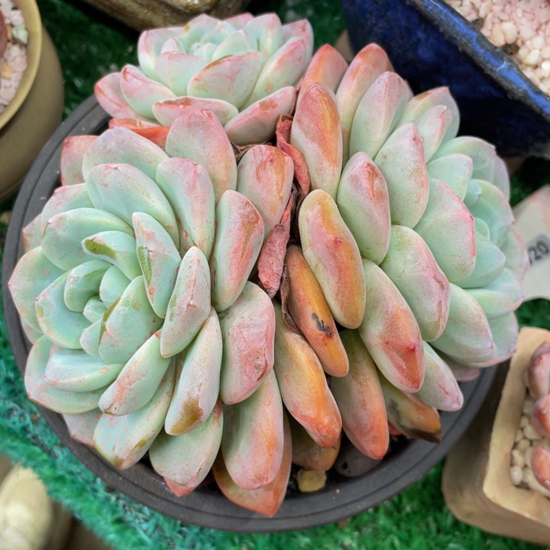 多肉植物盆栽多肉