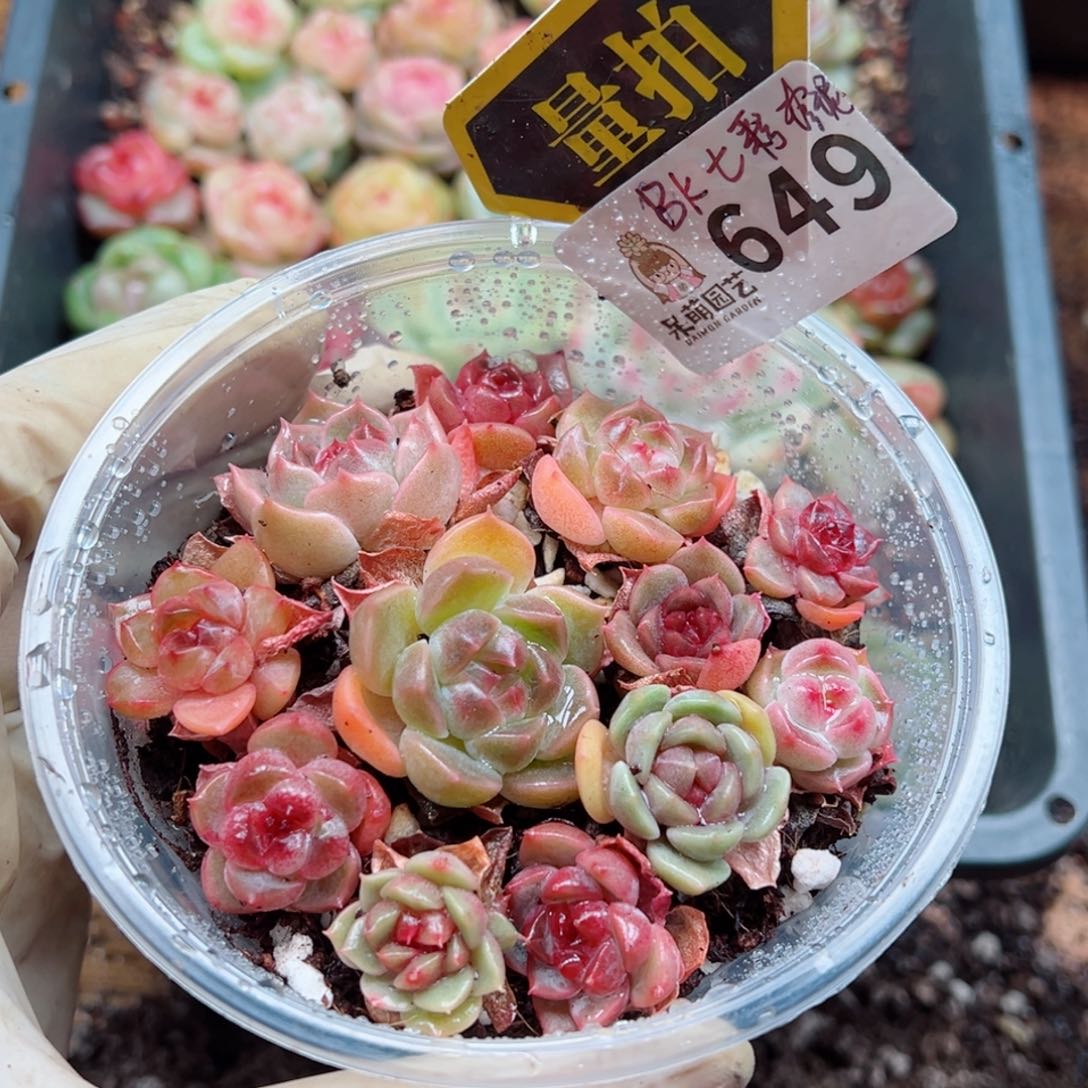 多肉植物多花植物