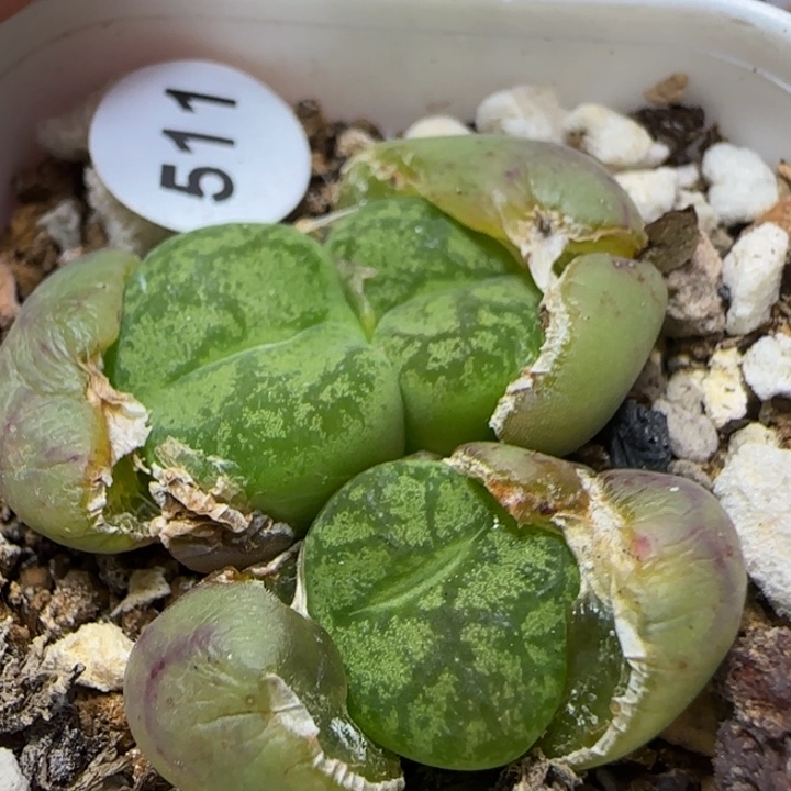 杂漂亮多肉植物511