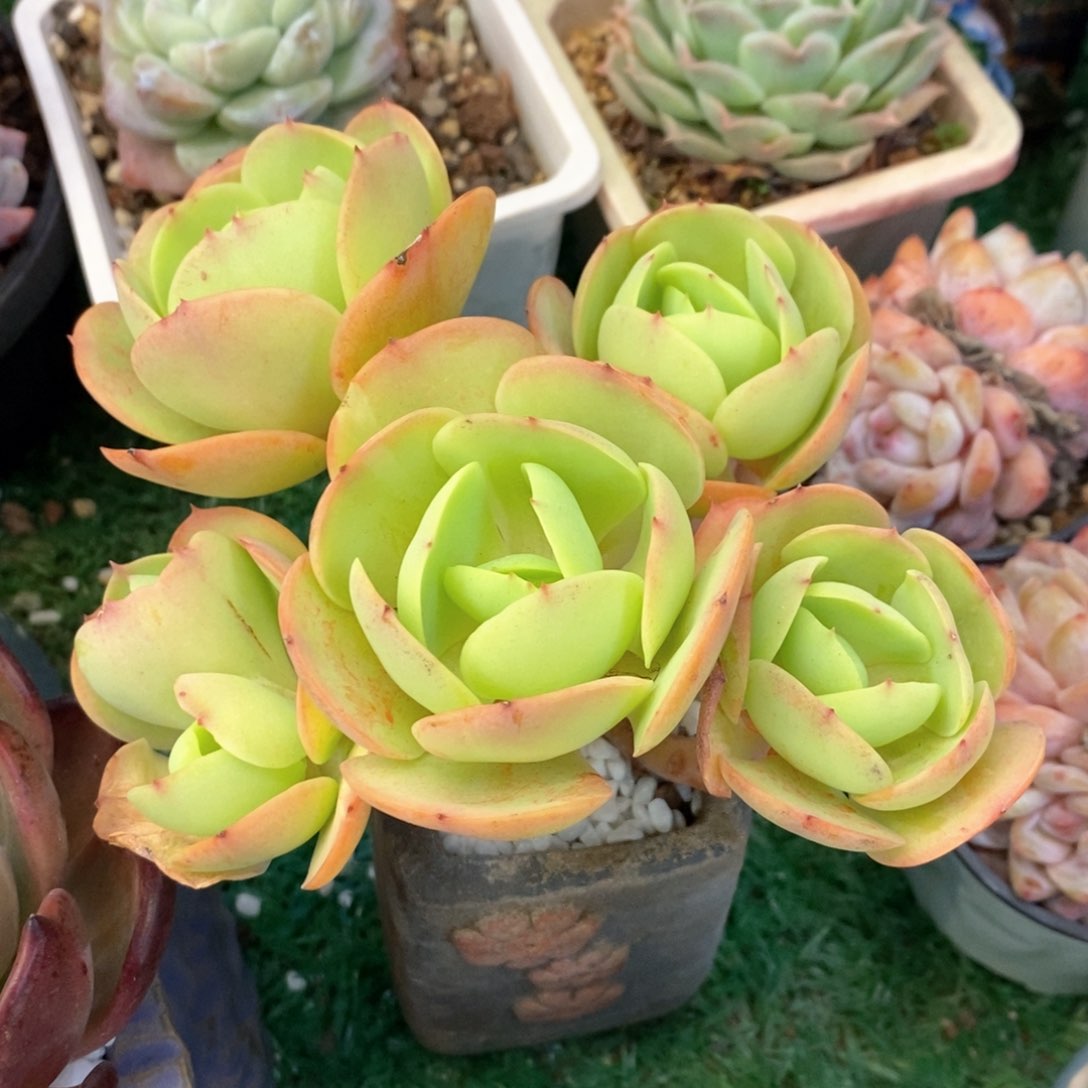 虎*虎妞碧桃多肉植物盆栽