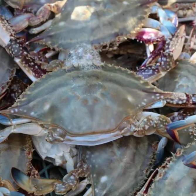 渤海湾  二公飞蟹 3斤【保鲜不保活】只两