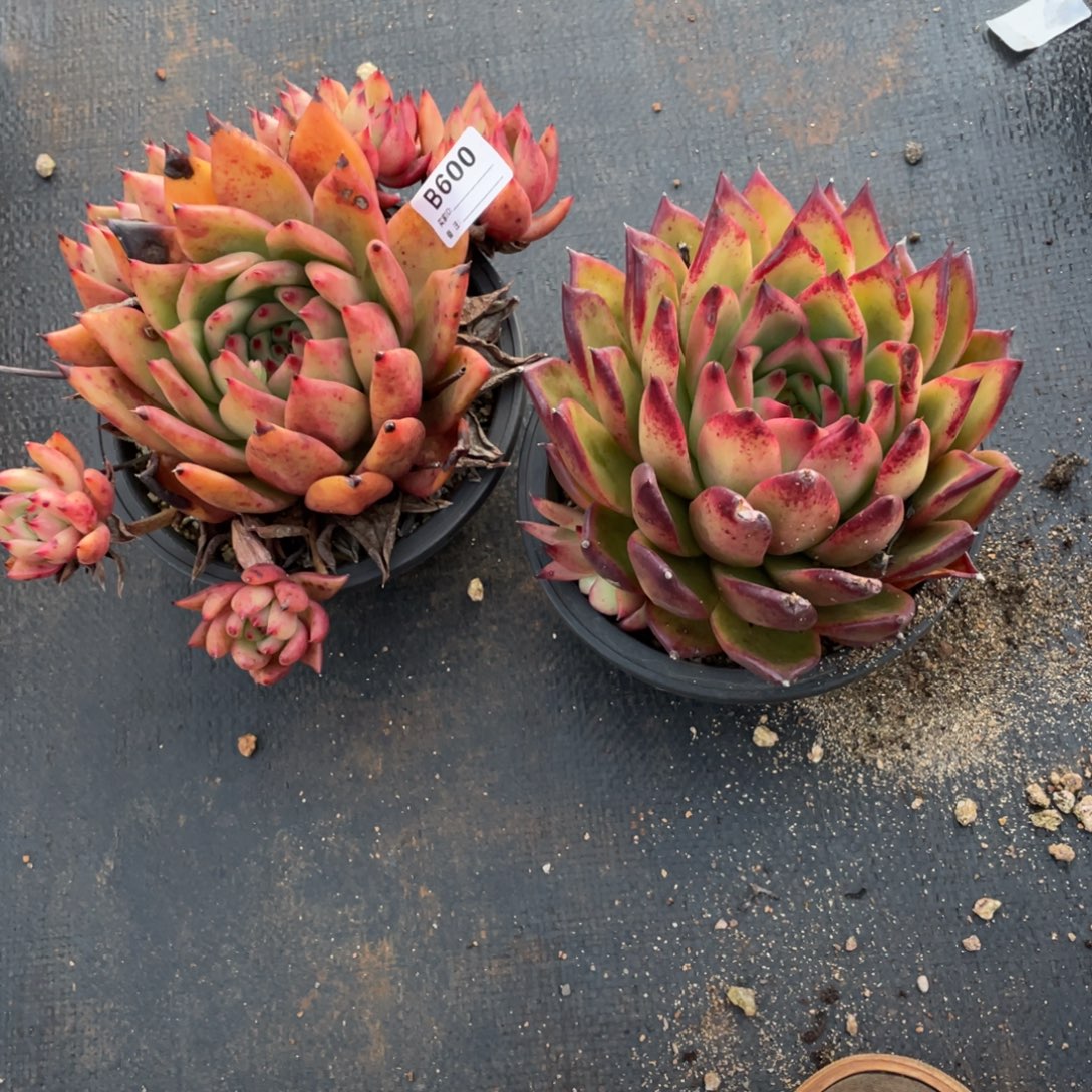 无花朵若如东云单拍B600