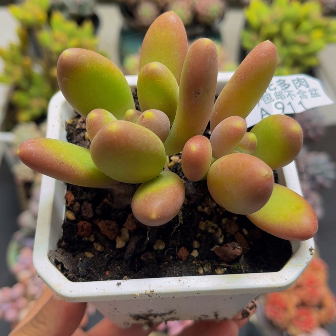 911芒果奶苗8cm多肉