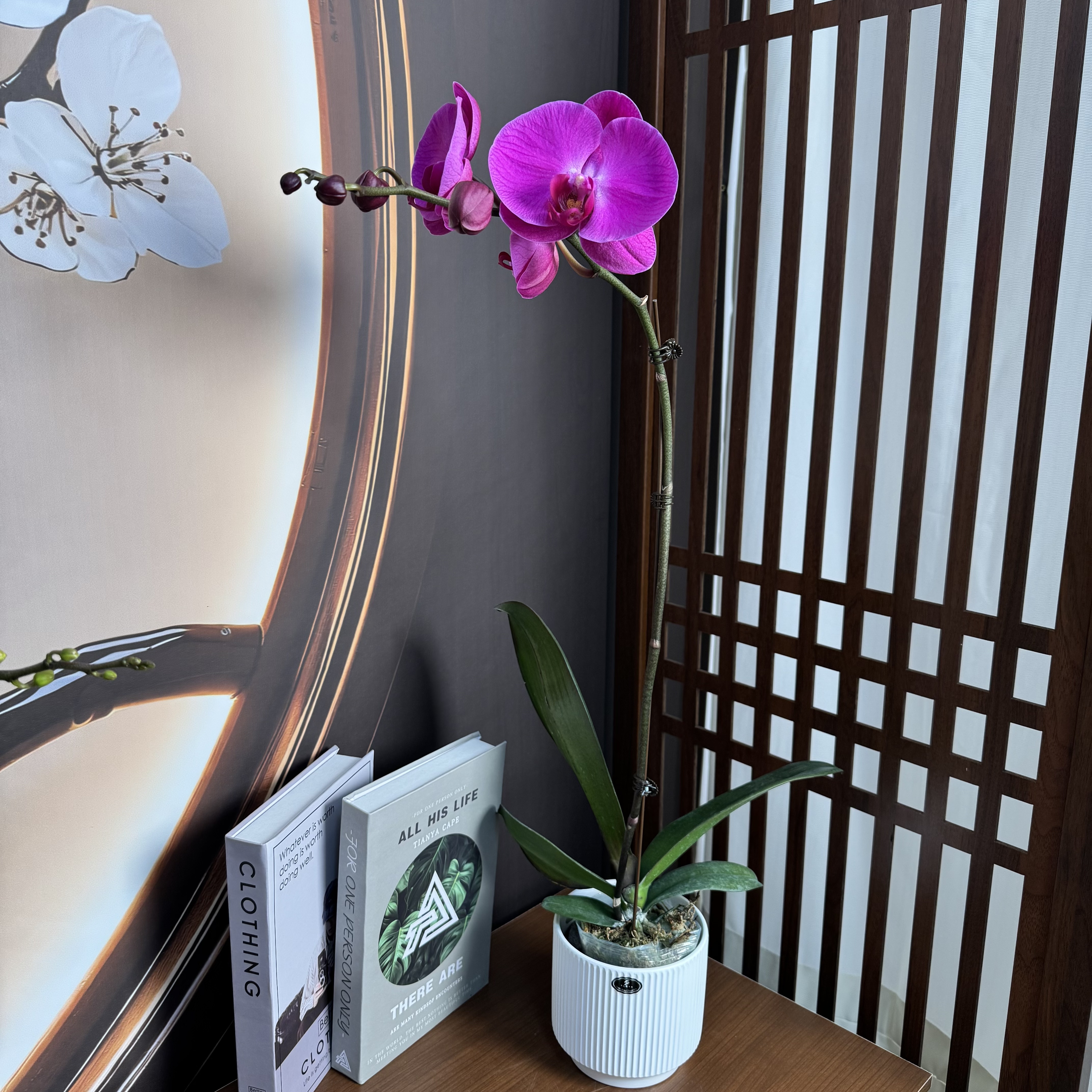 【牛魔王】 3.0寸 精品蝴蝶兰 开花带花苞 花卉基地直发