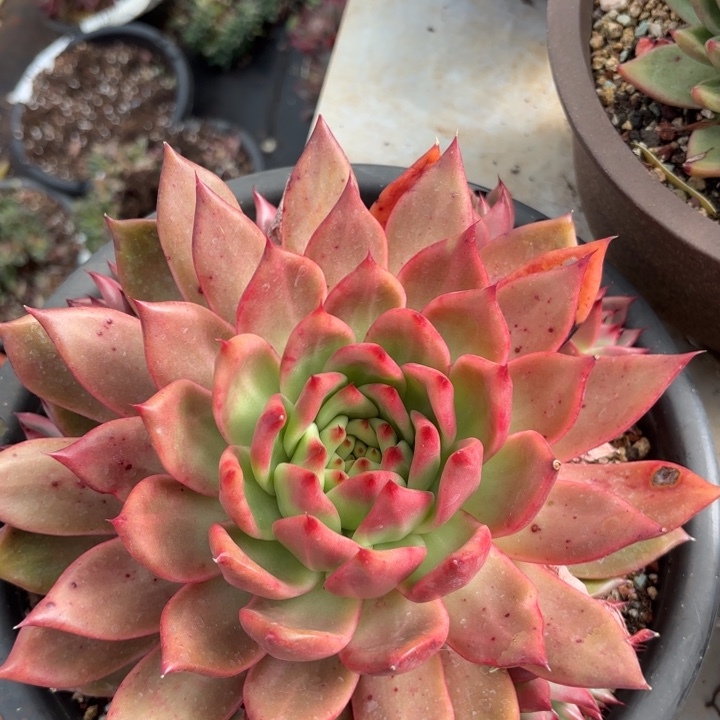 菩萨玛丽亚。  28。     