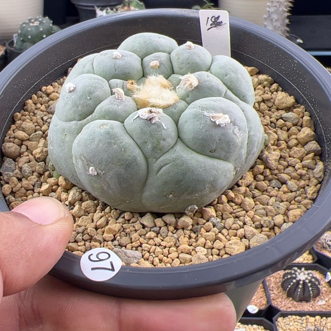 草球6.9一物一拍97