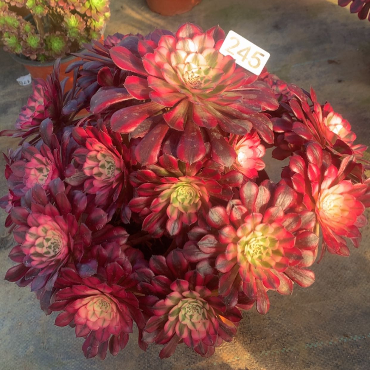 【闪购商品】245红铜白