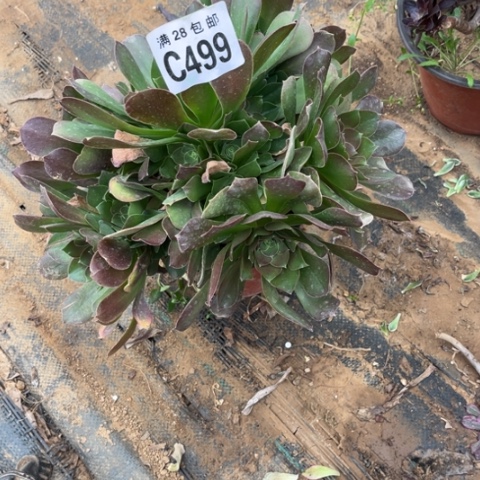 499玫瑰粉色不包断枝