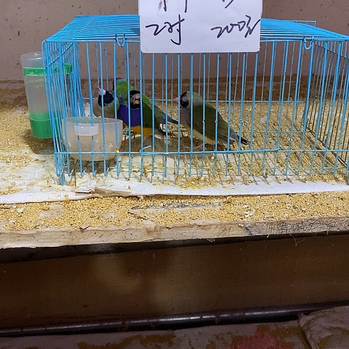 文鸟❤️**特价七彩两对