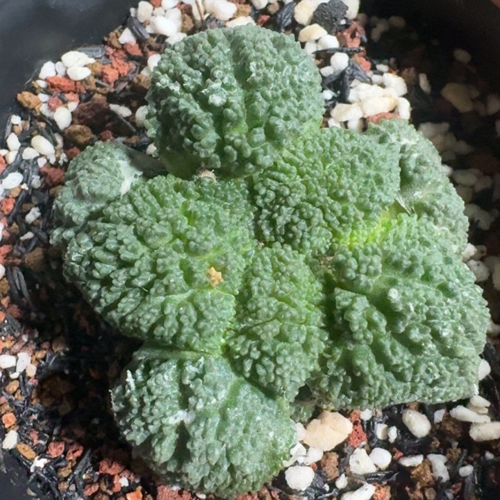 无毛自跟哥斯拉捡漏