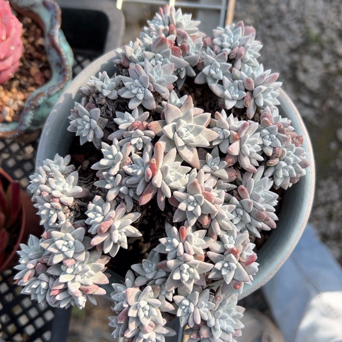 白菊45头以上老桩