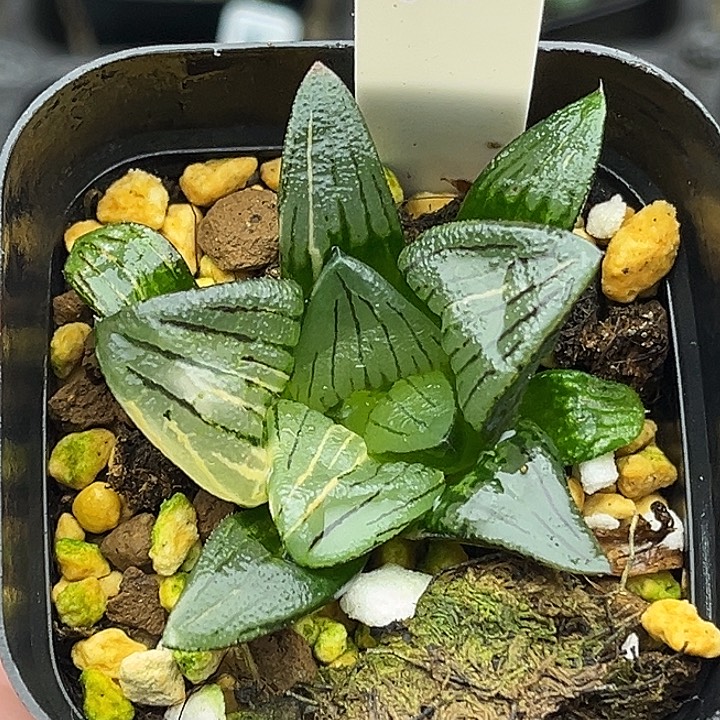 15变异红纹寿锦头家多肉十二卷