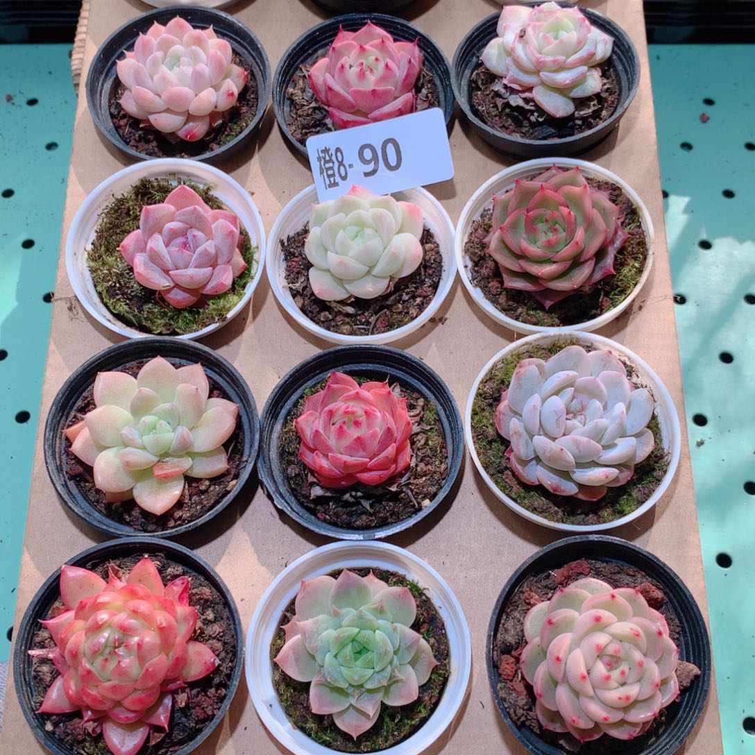 8-90一物一拍多肉带盆18颗