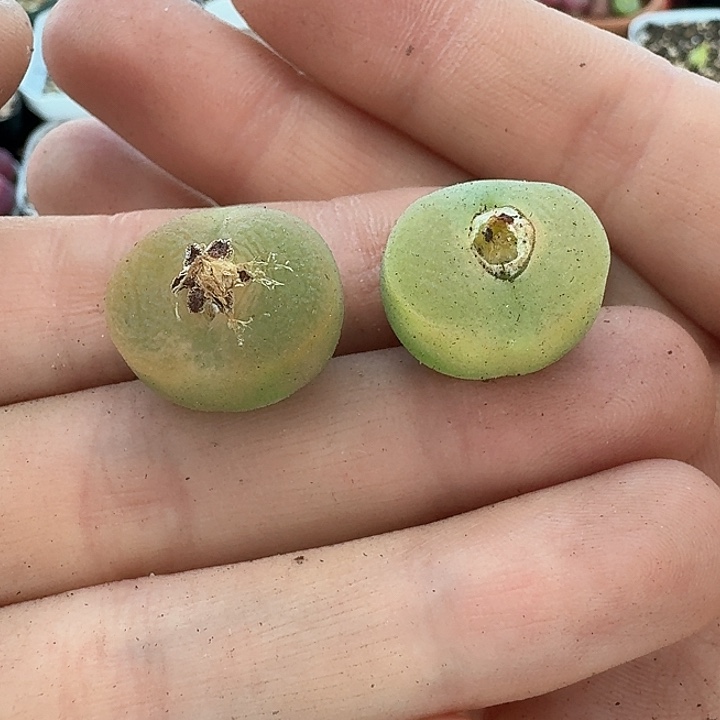 老马生石花0泡812