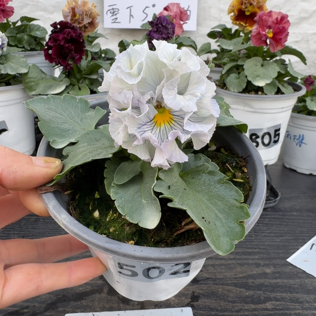 全部花朵糯*香502号木村