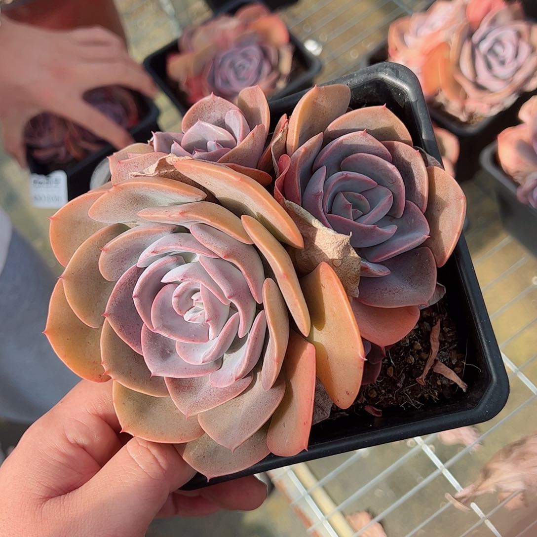 尘埃玫瑰双头起发