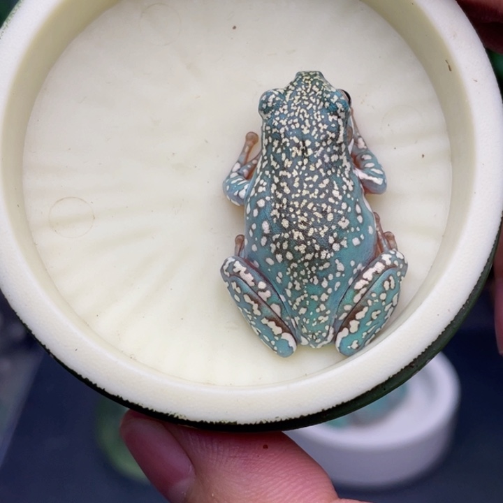 老爷树蛙11号顶级暴雪