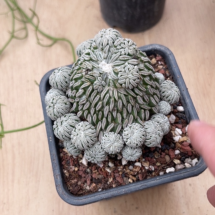 无花朵精巧丸仙人球一物一拍