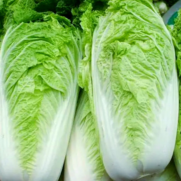 大白菜 净重5斤左右 农户菜地收购  顺丰包邮